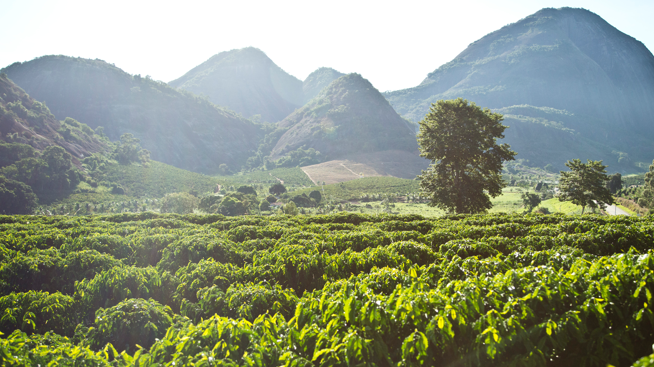 Кофейные зёрна Робусты