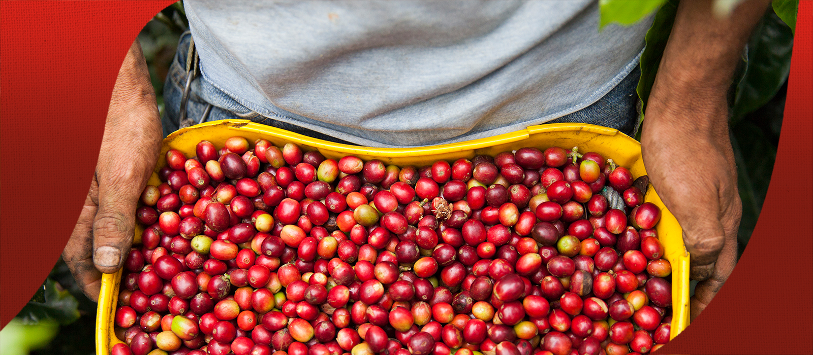 Harvested coffee beans