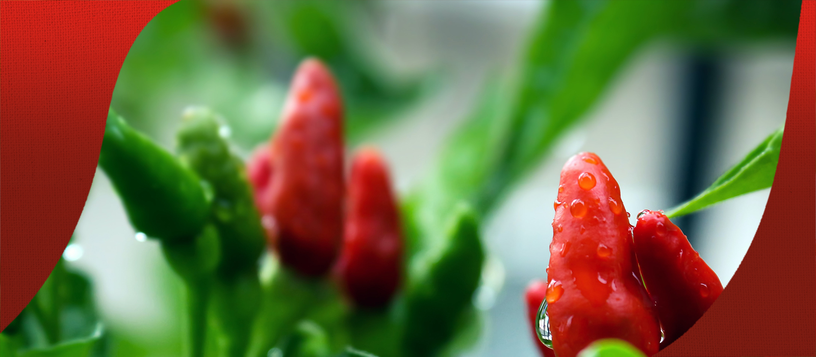 Green and red chillies