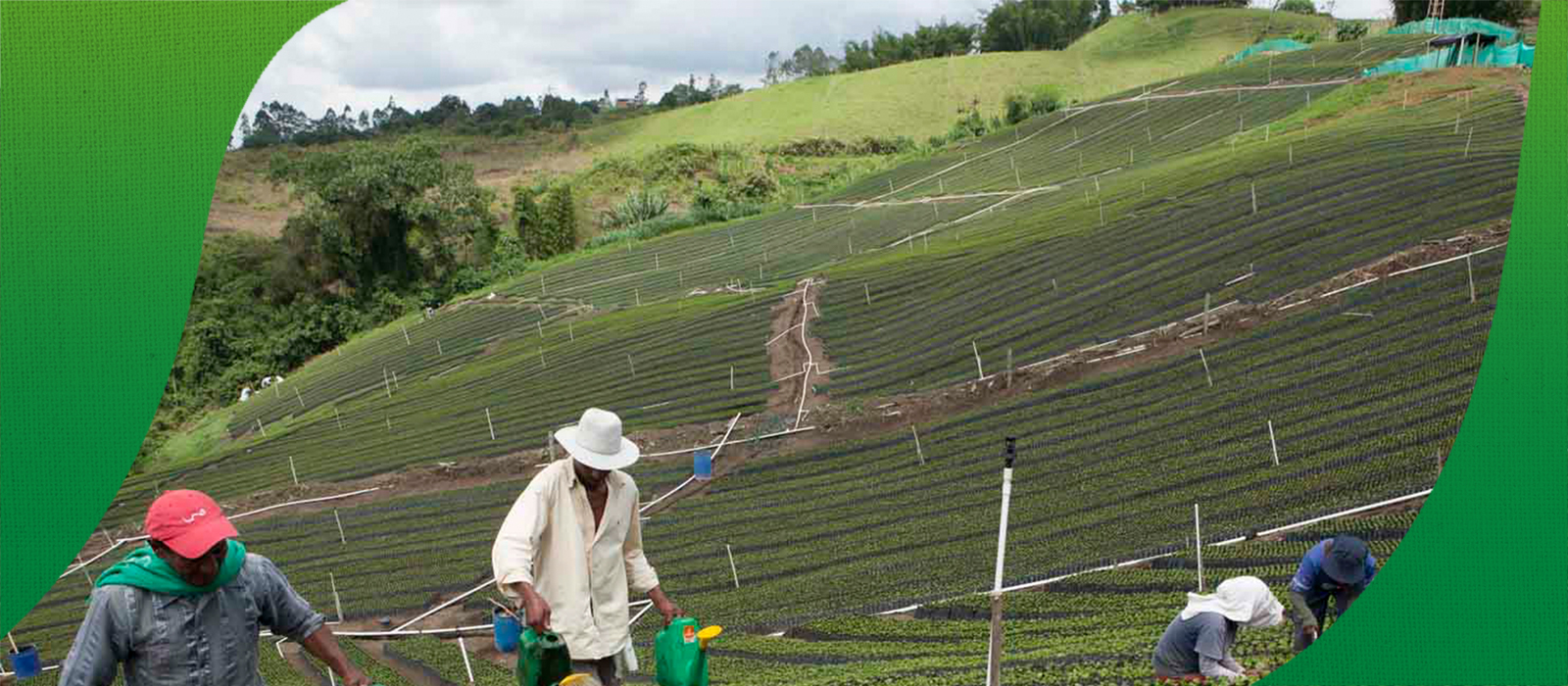 Coffee growers cultivating the coffee plants