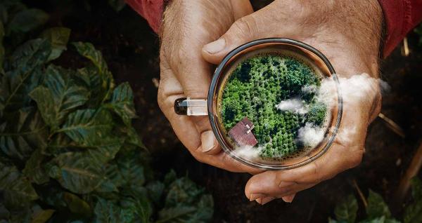 Выбираем сорт кофе